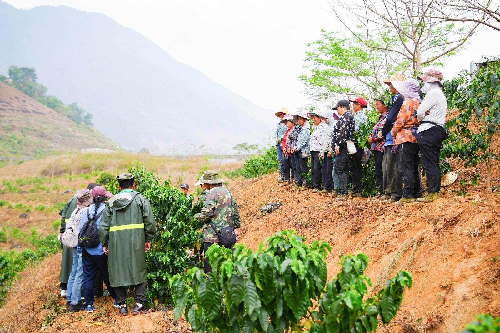 怒江咖啡产业迎来新突破！这场培训为何让学员直呼太实用？  第4张
