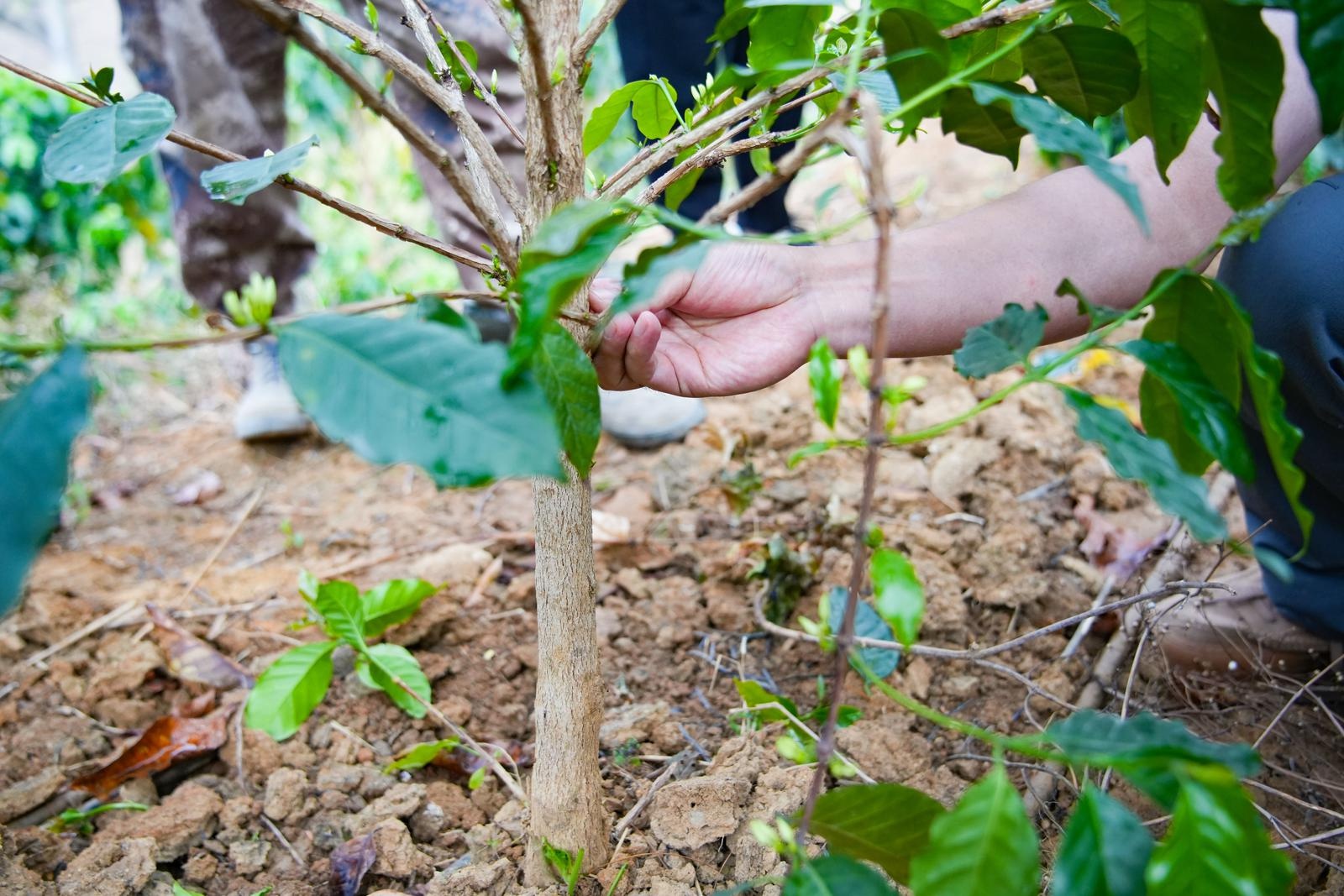 怒江咖啡产业迎来新突破！这场培训为何让学员直呼太实用？  第5张