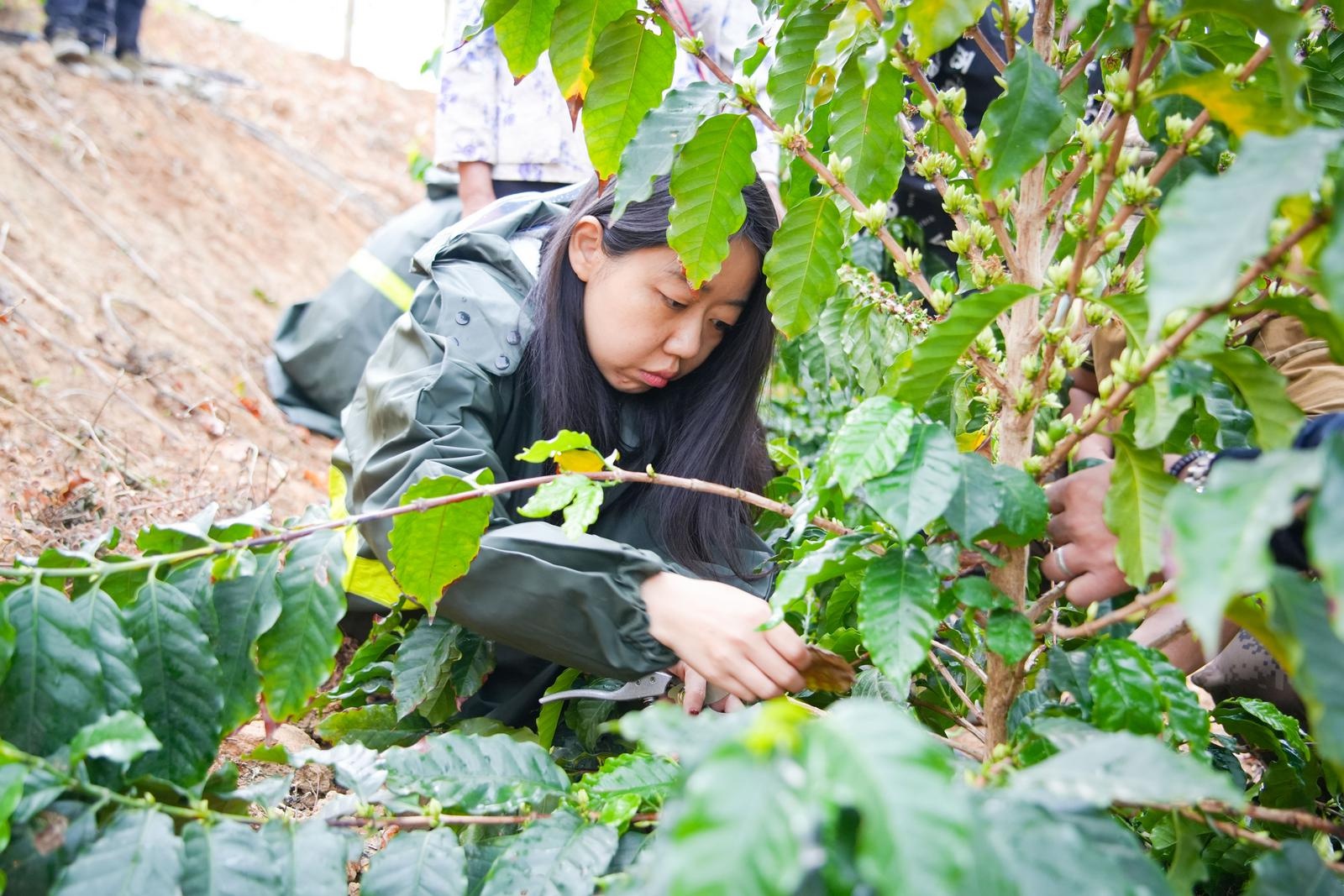 怒江咖啡产业迎来新突破！这场培训为何让学员直呼太实用？  第6张