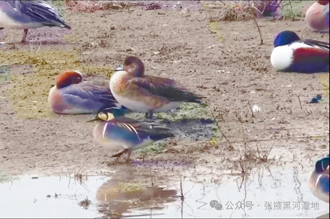张掖黑河湿地惊现国家二级保护动物！鸿雁与花脸鸭同框画面有多震撼？  第2张