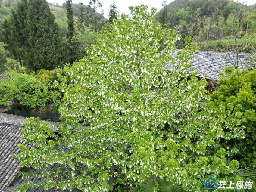 哇！4月宣恩苗寨山林中，珙桐似白鸽绽放，乡村生态振兴的见证有多美？
