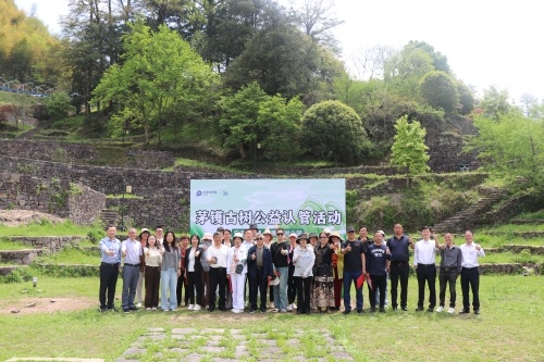 15组家庭认管古树，守护城市记忆！你愿意加入吗？  第2张