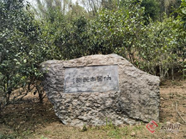 哇！云南困鹿山纳兰古茶园春茶采摘正忙，600 余株古树茶馈赠几何？