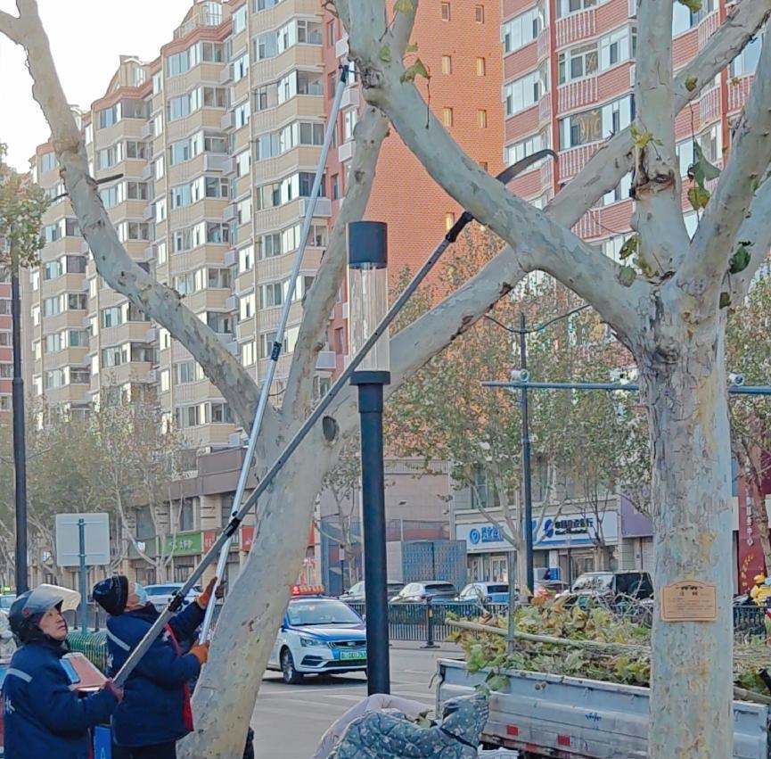 临汾街头大变样！园林中心如何让行道树焕然一新迎接新春？  第2张