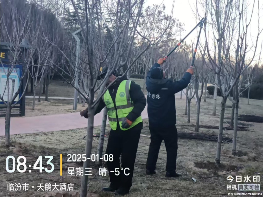 临汾街头大变样！园林中心如何让行道树焕然一新迎接新春？  第3张