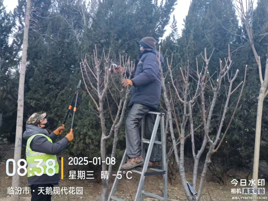 临汾街头大变样！园林中心如何让行道树焕然一新迎接新春？  第4张