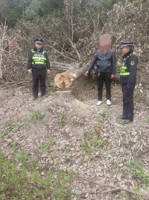 黄果树旅游区惊现滥伐林木案！某公司为何敢如此大胆？  第2张