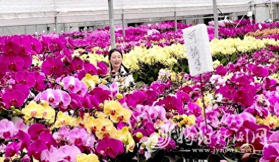 蛇年春节将至，地都镇兰花基地为何如此火爆？揭秘年宵花之王的魅力
