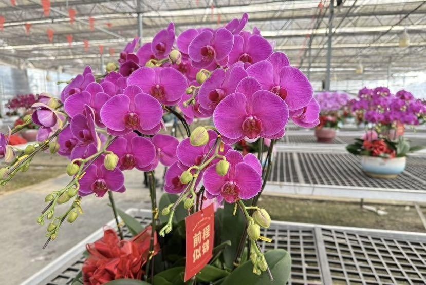 春节将至，广州番禺蝴蝶兰绽放如海！你见过‘霓虹灯’蝴蝶兰吗？