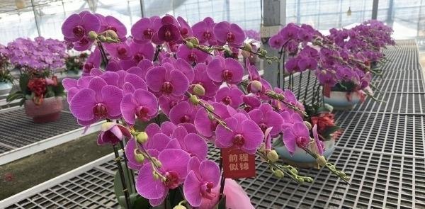 春节将至，广州番禺蝴蝶兰绽放如海！你见过‘霓虹灯’蝴蝶兰吗？  第2张