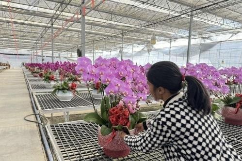 春节将至，广州番禺蝴蝶兰绽放如海！你见过‘霓虹灯’蝴蝶兰吗？  第3张