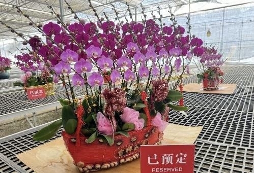 春节将至，广州番禺蝴蝶兰绽放如海！你见过‘霓虹灯’蝴蝶兰吗？  第4张