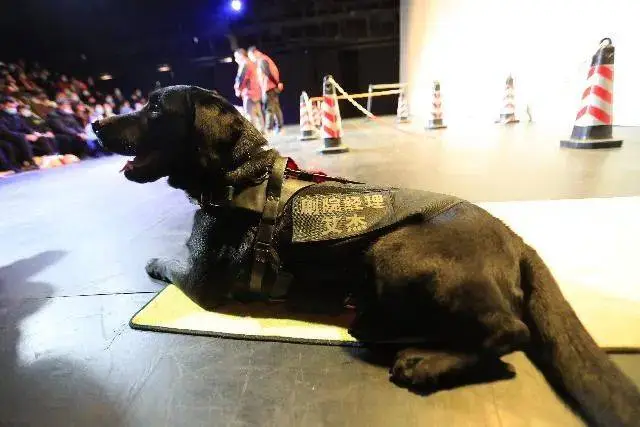 导盲犬艾杰的传奇生涯：从剧场经理到退休生活，它的故事感动了无数人  第2张