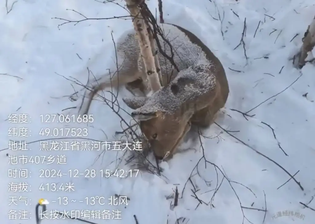 2025年野生动物命悬一线！黑龙江林区惊现非法猎捕，谁来拯救它们？  第2张