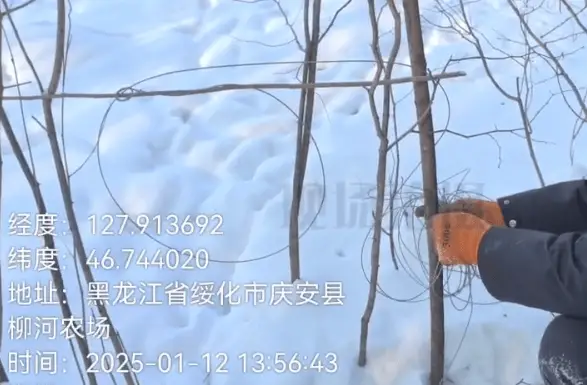 2025年野生动物命悬一线！黑龙江林区惊现非法猎捕，谁来拯救它们？  第3张