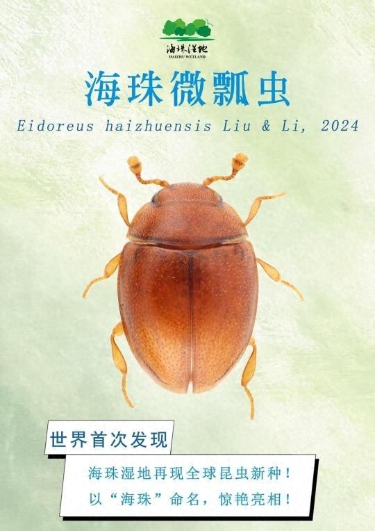 全球新物种海珠微瓢虫现身广州！比芝麻还小的它究竟有何神奇之处？