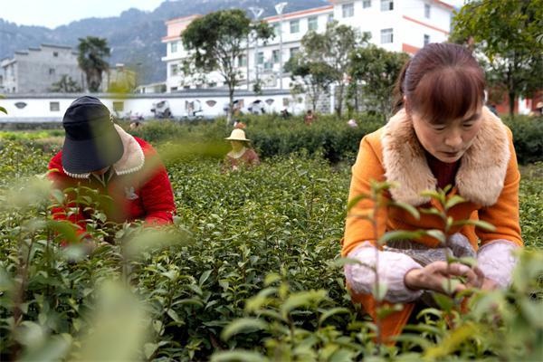 家门口也能日赚百元！平利县大贵镇的茶园里藏着怎样的致富秘密？  第2张