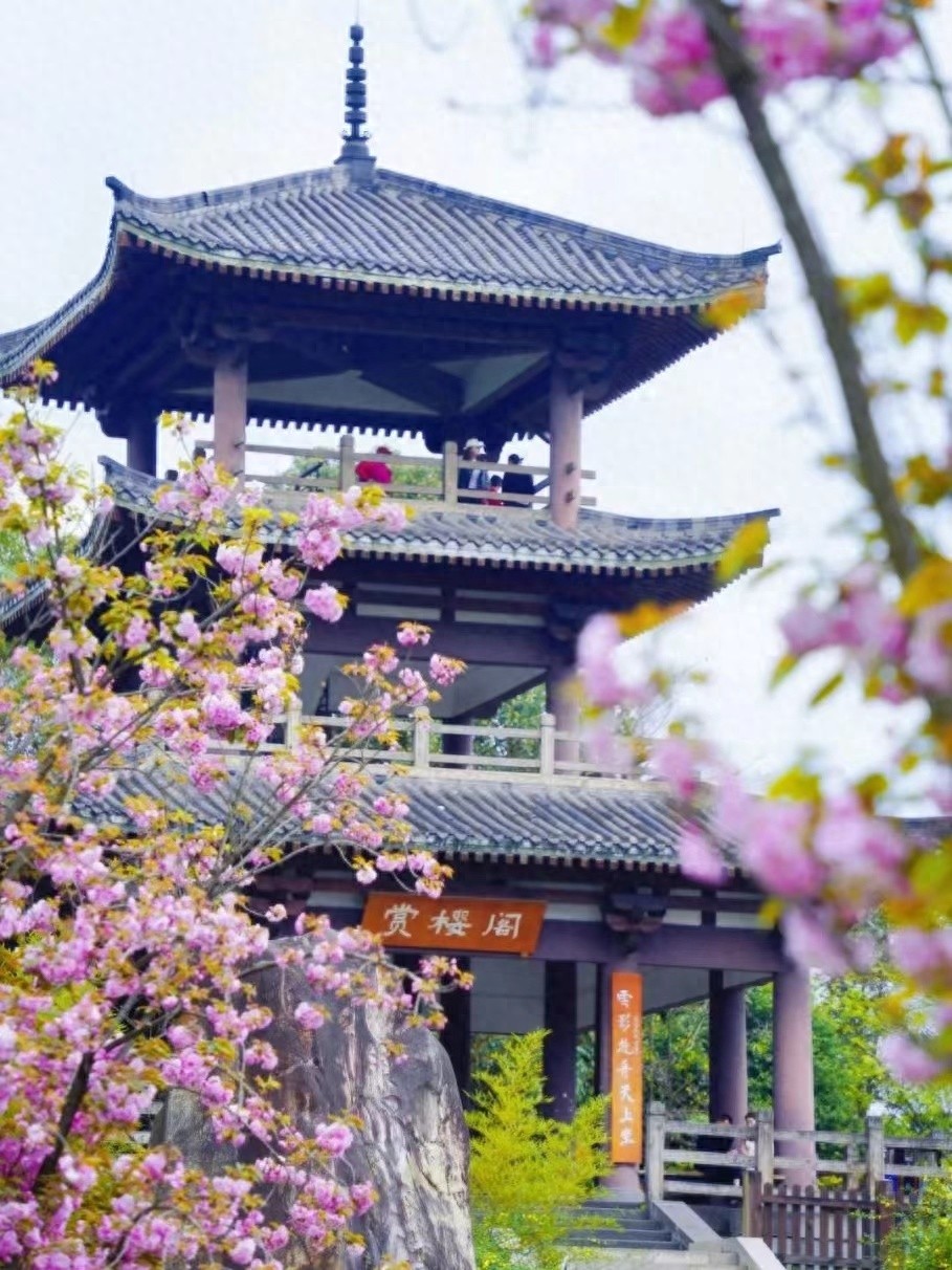 2025成都青白江樱花季即将盛放，你准备好感受万树樱花的震撼了吗？