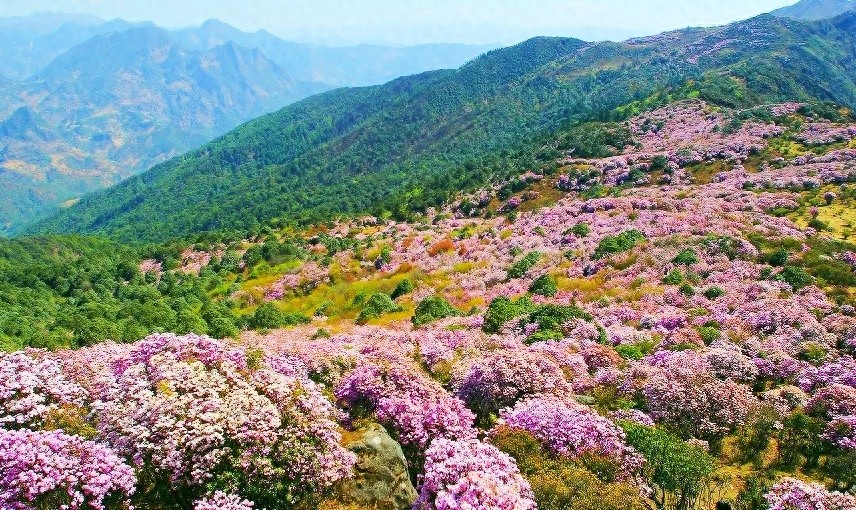 红宝龙头山杜鹃花海即将消失？4.5公里生态保护新路径震撼来袭  第1张
