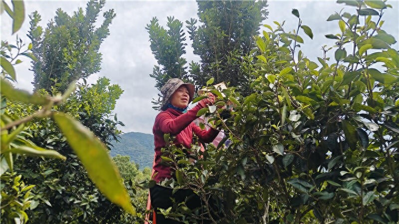 千年古茶山迎来春茶采摘季，你尝过这蜜香蜜甜的春之馈赠吗？