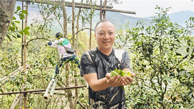 千年古茶山迎来春茶采摘季，你尝过这蜜香蜜甜的春之馈赠吗？  第2张
