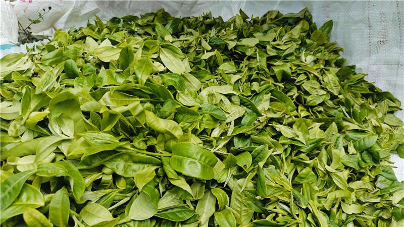 千年古茶山迎来春茶采摘季，你尝过这蜜香蜜甜的春之馈赠吗？  第3张
