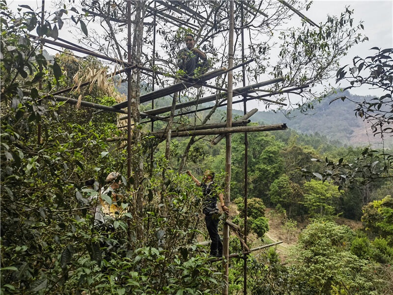 千年古茶山迎来春茶采摘季，你尝过这蜜香蜜甜的春之馈赠吗？  第4张