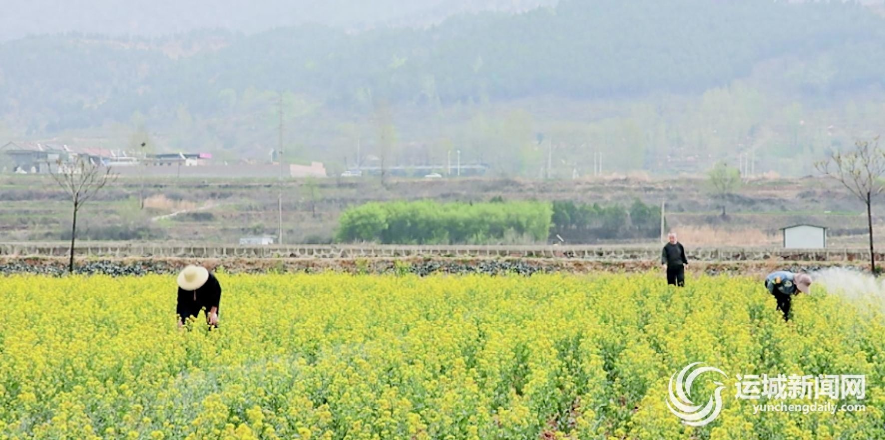 数月前谷子摇曳，如今油菜花浪翻涌！垣曲历山冬油菜—夏谷子轮作何以一田双收？
