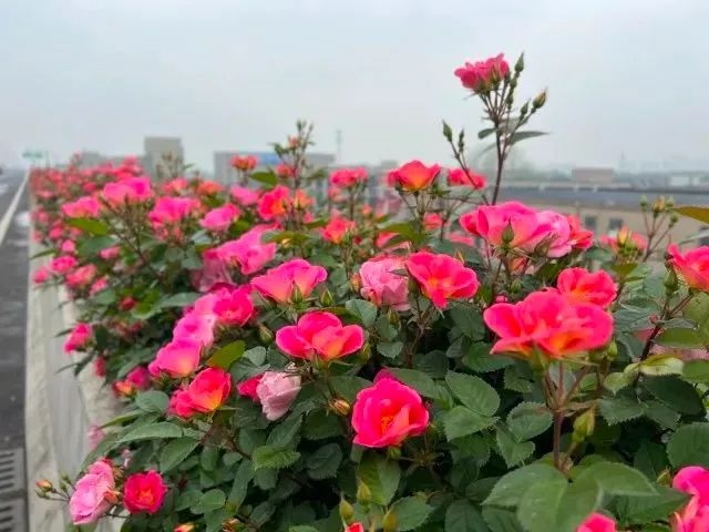 春夏之交，柑橘香、木质香弥漫！杭州香香家族大揭秘，你闻到了吗？  第4张