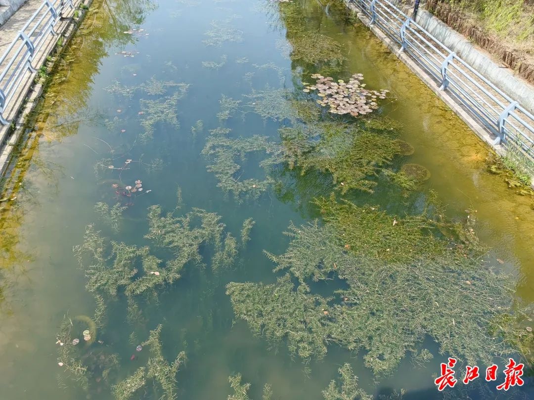 污泥变废为宝？武昌楚河惊现神奇陶粒生态模块  第3张