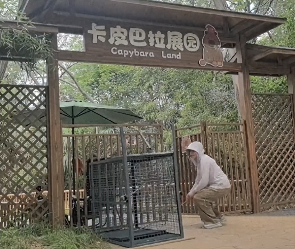 卡皮巴拉豆包出逃引发全网关注！终极悬赏能否引出线索？