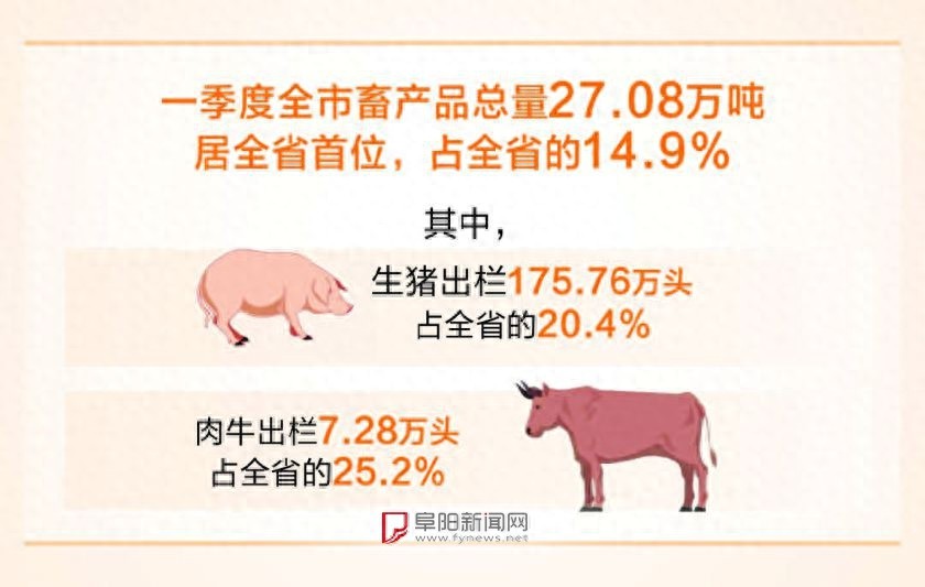 全市畜产品总量居全省首位！90后牛倌养殖规模逐年扩大，收入几何？