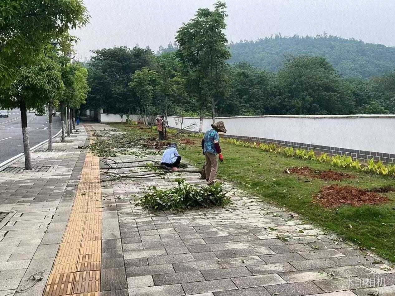 苏仙区协作路绿地焕新！2000 余平边角地变身生态景观带？  第2张
