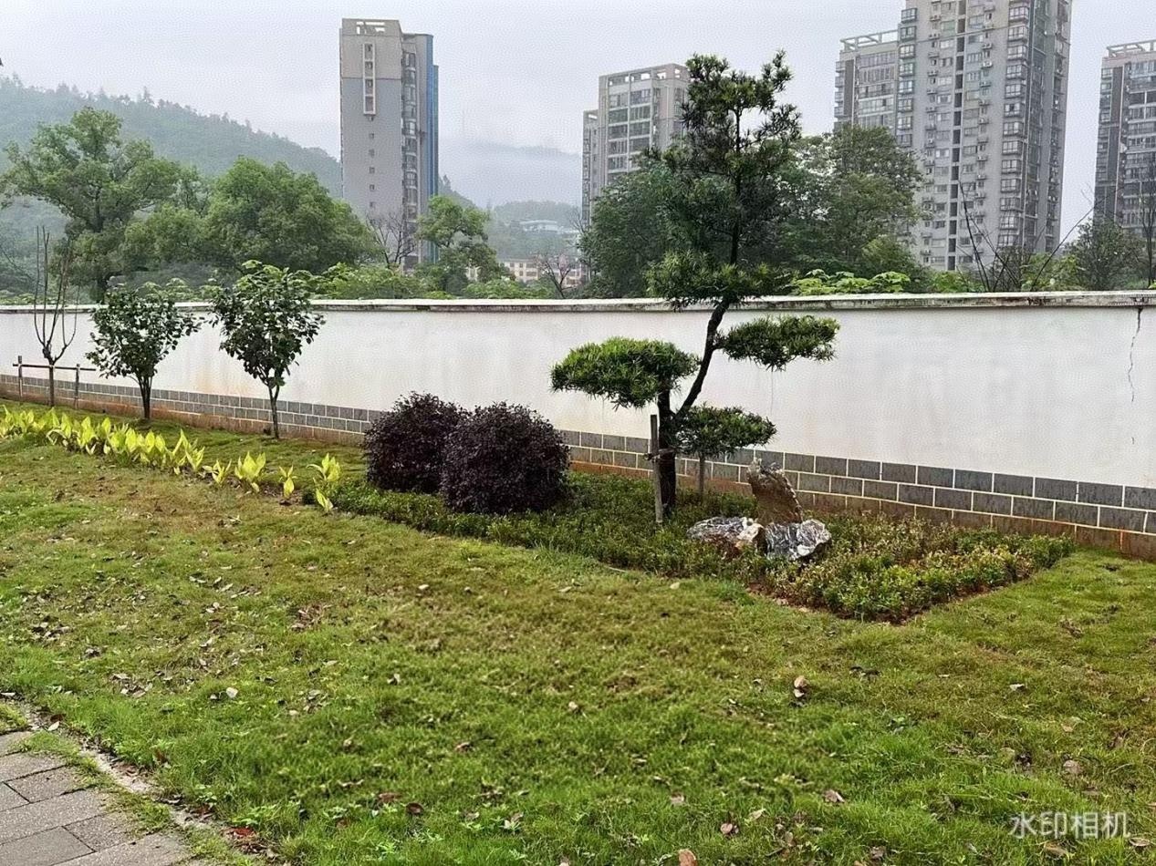 苏仙区协作路绿地焕新！2000 余平边角地变身生态景观带？  第3张