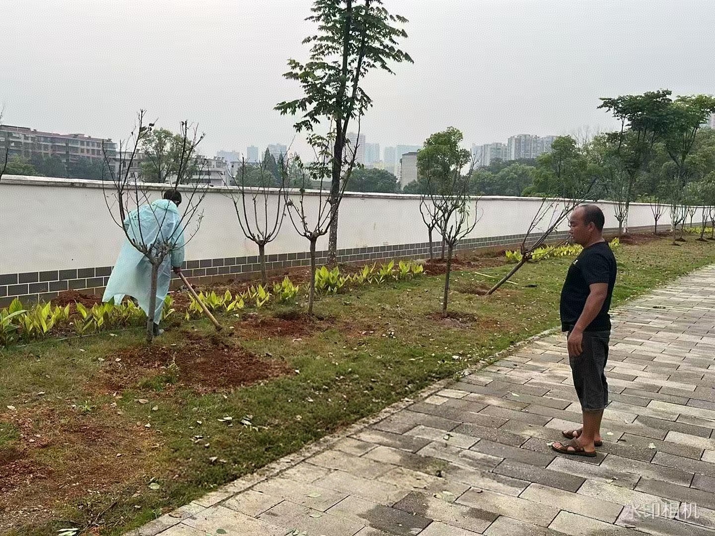 苏仙区协作路绿地焕新！2000 余平边角地变身生态景观带？  第4张