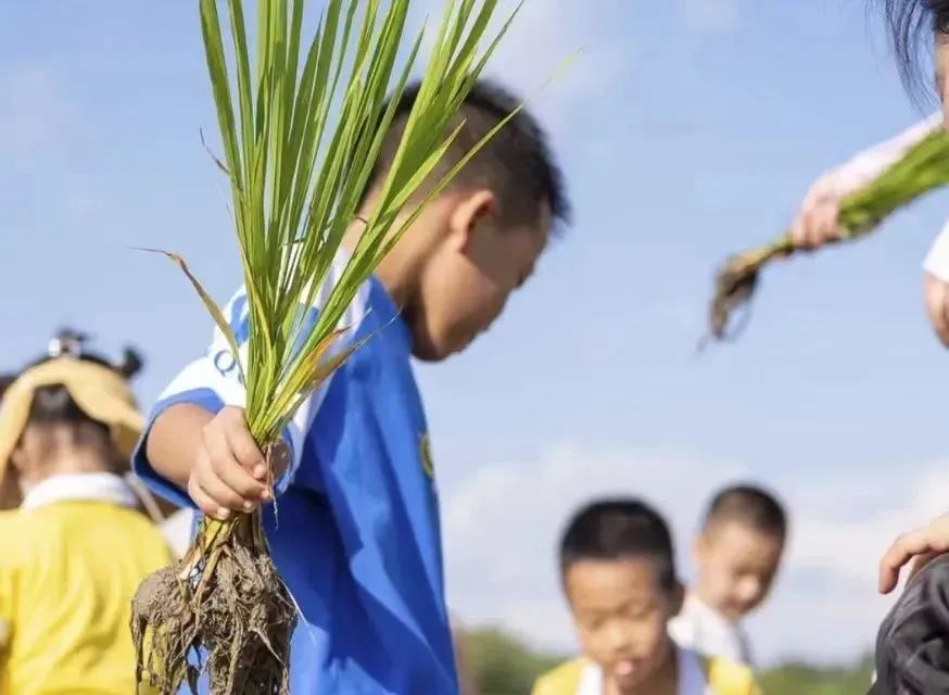 青田稻鱼共生生物多样性体验地缘何脱颖而出？新增体验地亮点全解析  第4张