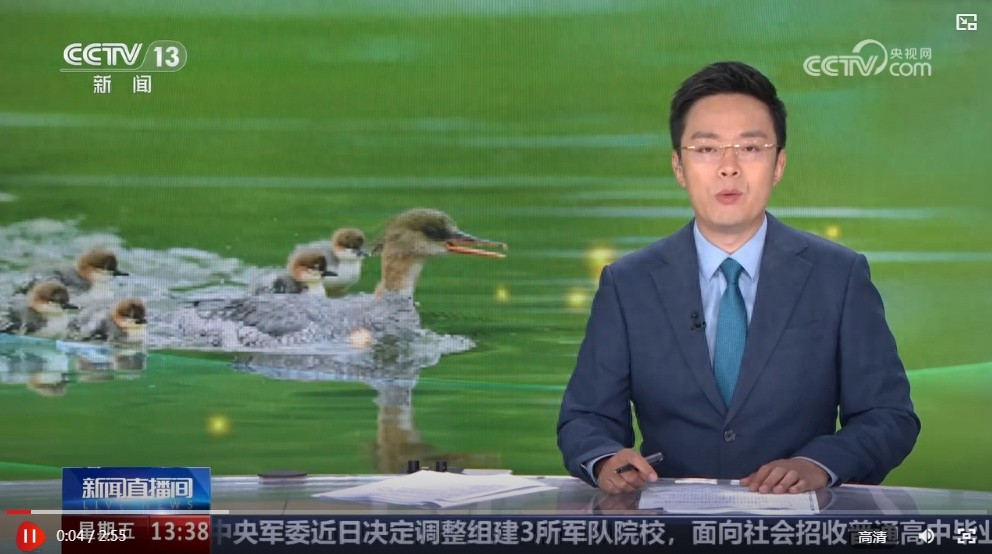 中华秋沙鸭天然巢穴稀缺？人工仿生巢箱助力其繁衍生存