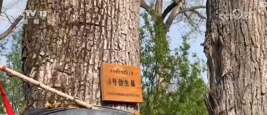 中华秋沙鸭天然巢穴稀缺？人工仿生巢箱助力其繁衍生存  第3张