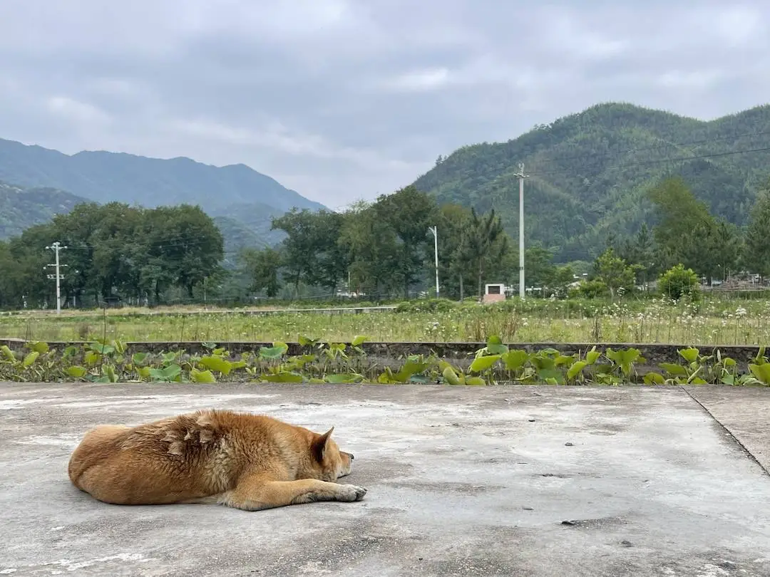 石虎最后十年重彩画展即将开幕！他为何隐于岭南乡村，却再次震撼艺术界？  第9张