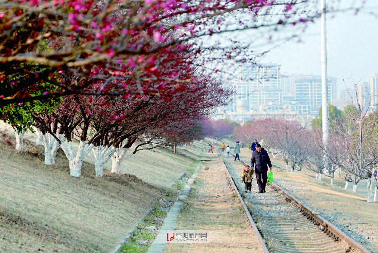 阜城颍河风景带梅花绽放，你准备好迎接春天的惊喜了吗？  第1张