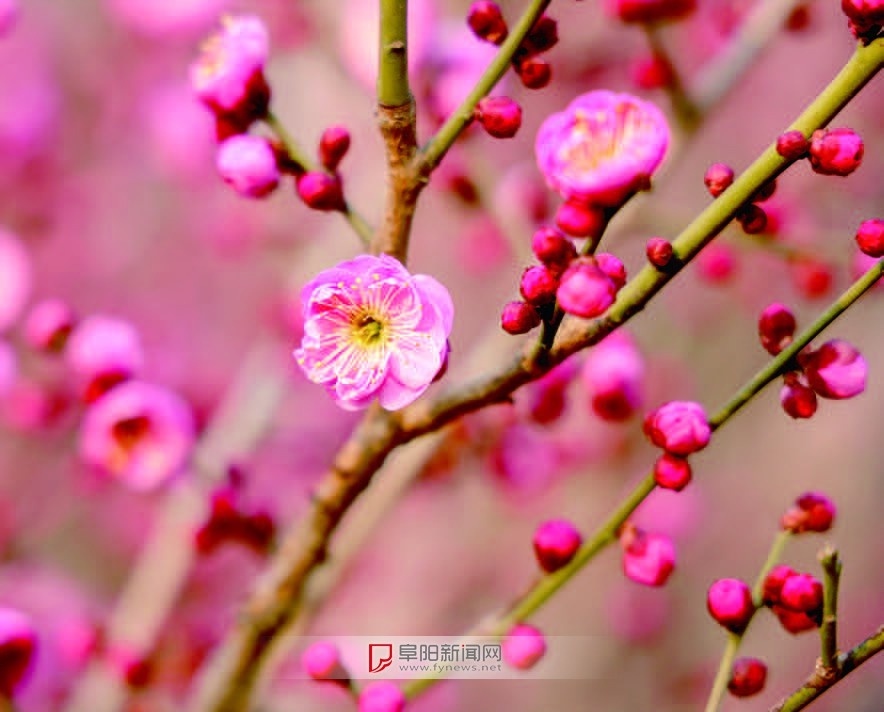 阜城颍河风景带梅花绽放，你准备好迎接春天的惊喜了吗？  第2张
