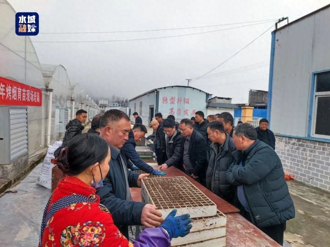 六盘水烤烟育苗培训会全面启动！如何确保2025年高质量烟苗供应？