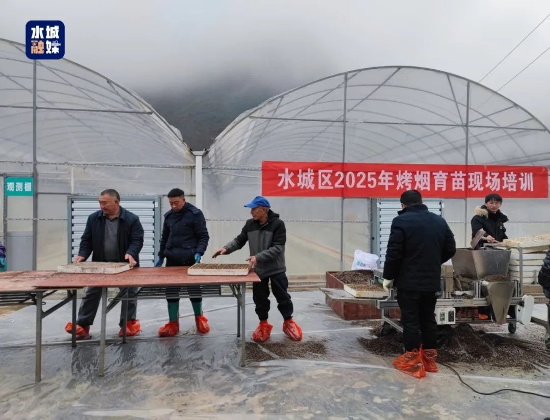 六盘水烤烟育苗培训会全面启动！如何确保2025年高质量烟苗供应？  第2张