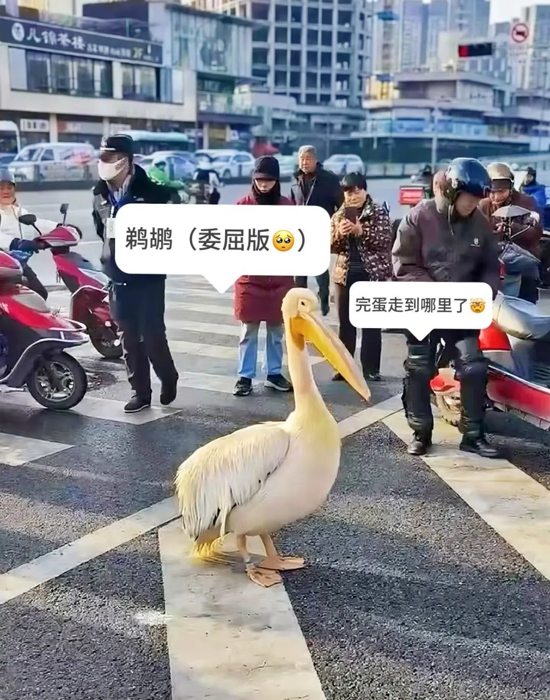 成都动物园的‘耙耳朵’白鹈鹕为何突然离家出走？背后原因令人暖心  第3张