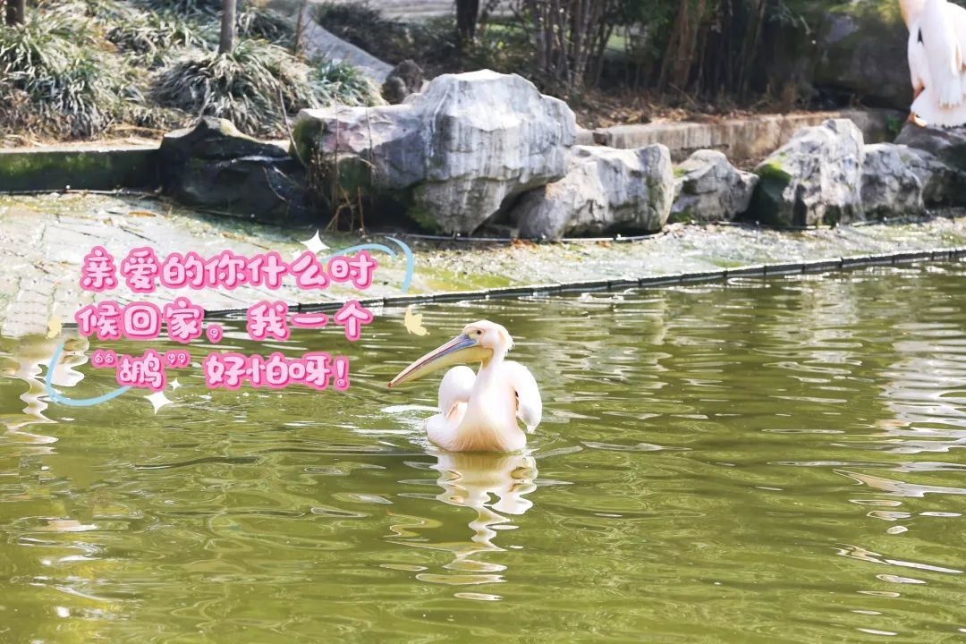 成都动物园的‘耙耳朵’白鹈鹕为何突然离家出走？背后原因令人暖心  第4张
