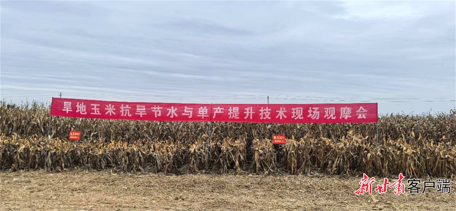 西北地区粮食产量将迎来大突破！专家齐聚兰州，三年攻关计划正式启动  第2张