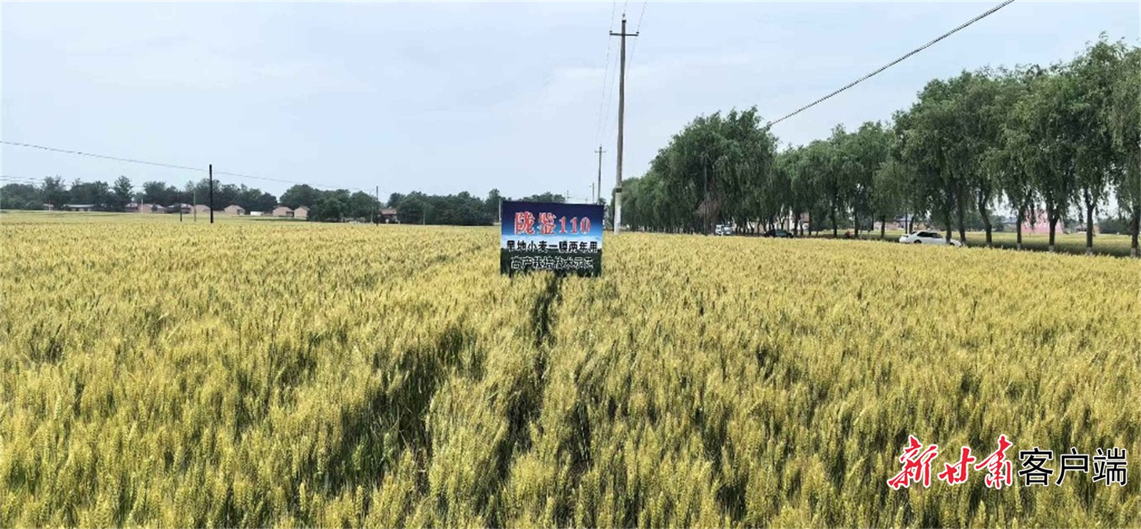西北地区粮食产量将迎来大突破！专家齐聚兰州，三年攻关计划正式启动  第3张