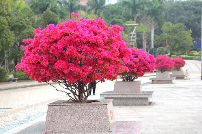 东湖环湖路变身梦幻花海，你准备好迎接这场视觉盛宴了吗？  第1张