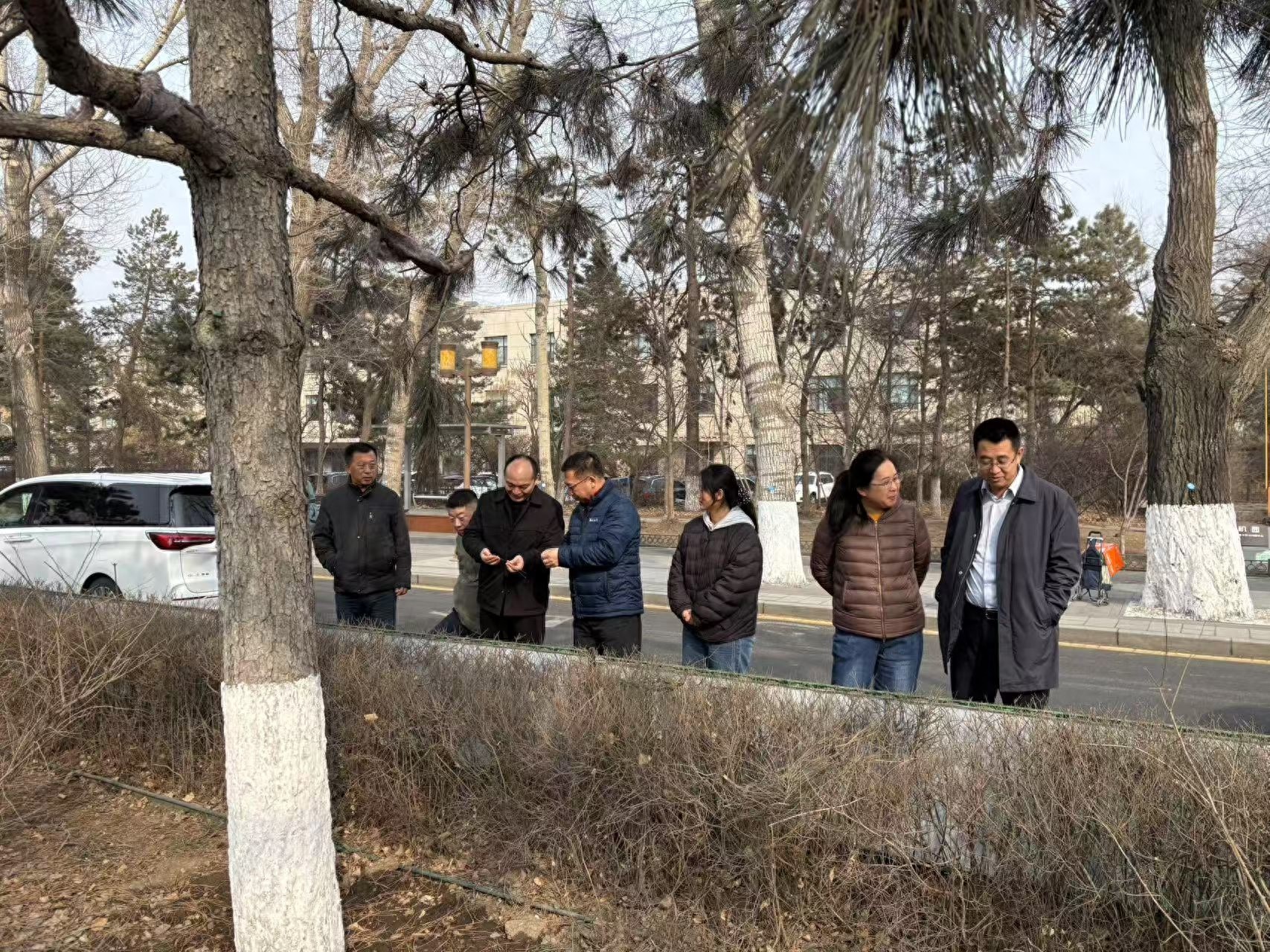 专家紧急研讨！黑松及古树名木为何长势衰弱？复壮养护刻不容缓