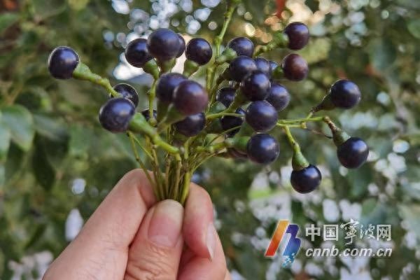 宁波的香樟树籽为何成了街头‘黑色噩梦’?如何有效应对? 第1张 宁波的香樟树籽为何成了街头‘黑色噩梦’?如何有效应对? 第1张